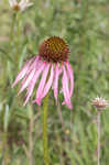 Wavyleaf purple coneflower